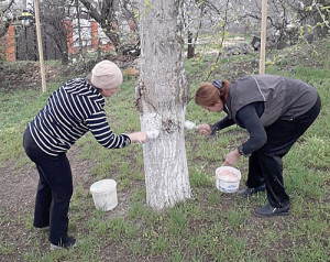 Своевременная побелка защитит деревья от вредителей.