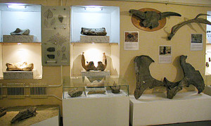 Окаменелые останки древних животных.