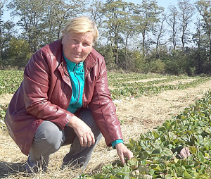 М.В. Сивакова посвятила своему делу – выращиванию ягодных культур – всю жизнь.
