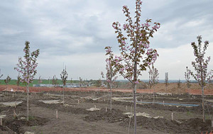 Фото-к-тексту-1Сад-Победы-зацвел-и-расширил-свои-пределы_1_