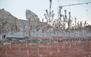 Фото-к-тексту-2Сад-Победы-зацвел-и-расширил-свои-пределы_