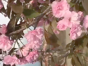 Фото-к-тексту-Саду-«Самбекских-высот»-цвести_