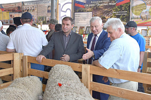 Фото-к-тексту-Донские-овцеводы-завоевали-11-__