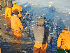 Отличный улов!