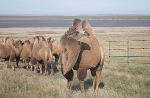 ca7f84310757f7a0a56bc48feac6020