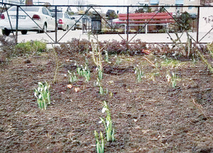 Двор на ул. Жданова, где зацвели подснежники.